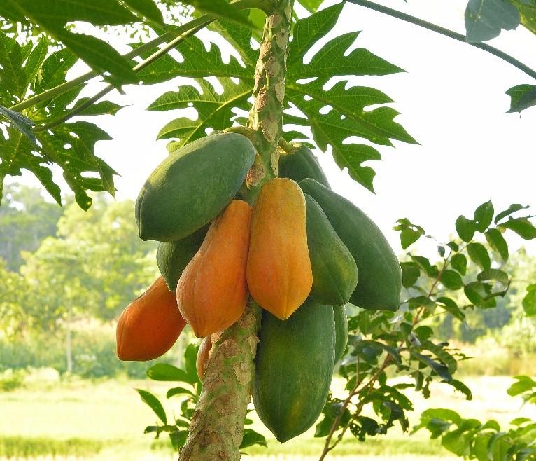 Papaya's Power Play: Unveiling the Health Advantages of this Tropical Treasure