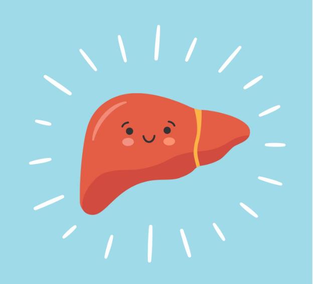 The Art of Liver Care: 13 Thoughtful Tips for Optimal Liver Health